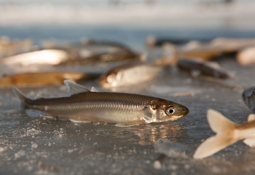 Sparling hooks and systems