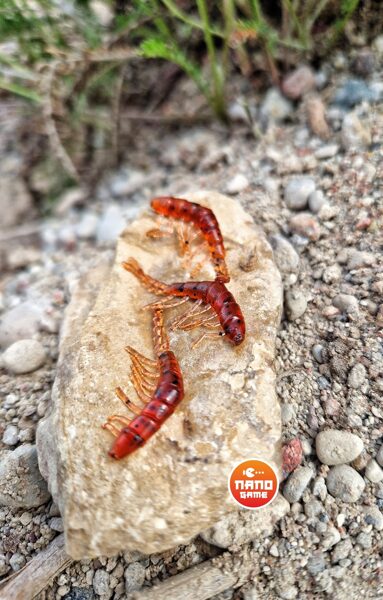 ''Fab" (Šoniplauka) 1.1 (28mm) 20vnt. Blood (kraujas)